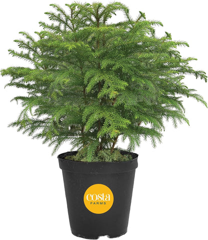 Live Christmas Tree, Small Norfolk Island Pine in Frosted Pine Trees Ceramic Plant Pot, Joy Holiday Decoration, Tabletop Christmas Gift, Holiday, Christmas Room Decor, 10-12 Inches Tall