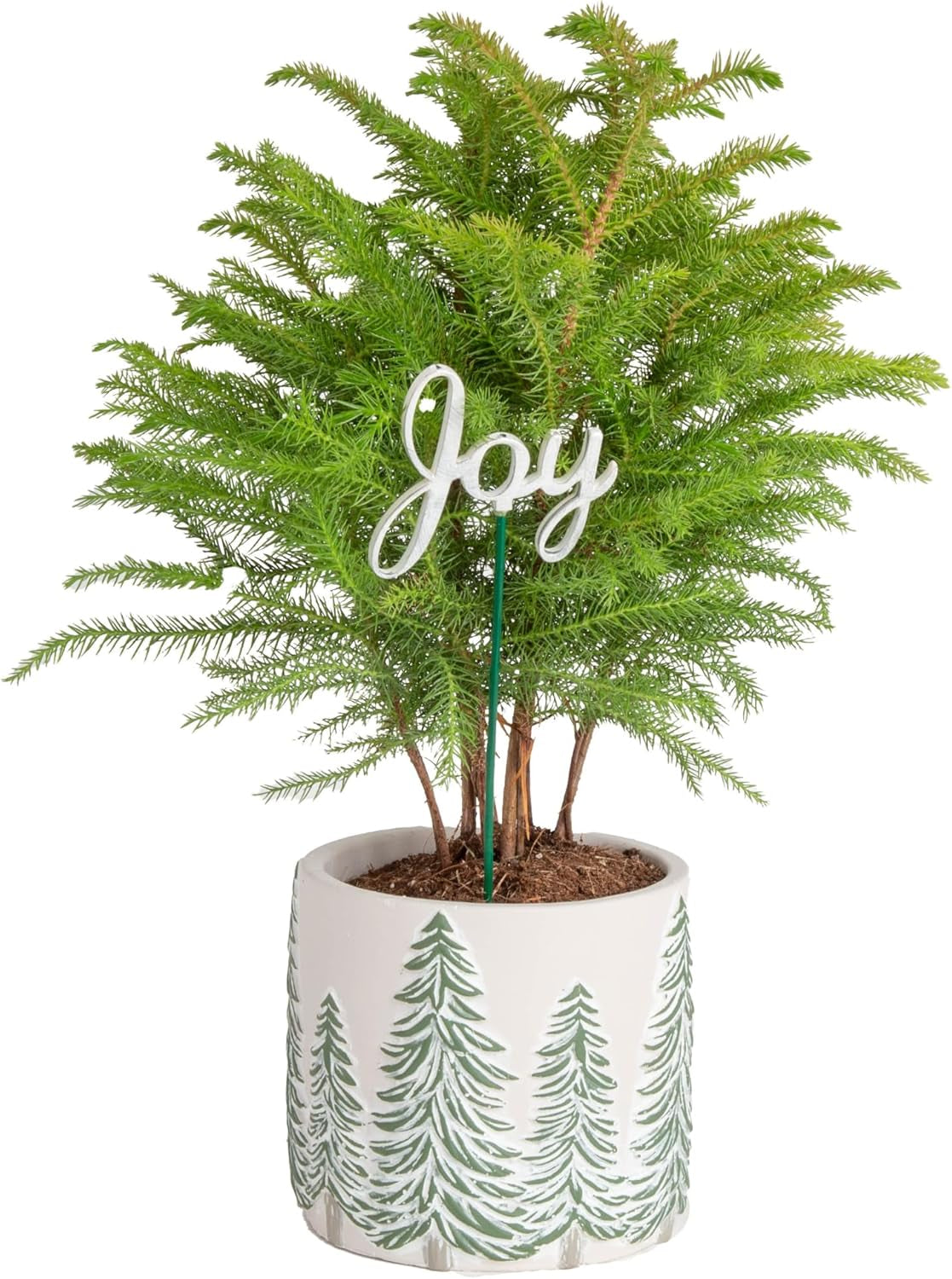 Live Christmas Tree, Small Norfolk Island Pine in Frosted Pine Trees Ceramic Plant Pot, Joy Holiday Decoration, Tabletop Christmas Gift, Holiday, Christmas Room Decor, 10-12 Inches Tall