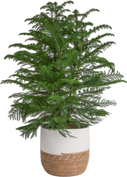 Live Christmas Tree, Small Norfolk Island Pine in Frosted Pine Trees Ceramic Plant Pot, Joy Holiday Decoration, Tabletop Christmas Gift, Holiday, Christmas Room Decor, 10-12 Inches Tall