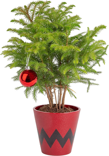 Live Christmas Tree, Small Norfolk Island Pine in Frosted Pine Trees Ceramic Plant Pot, Joy Holiday Decoration, Tabletop Christmas Gift, Holiday, Christmas Room Decor, 10-12 Inches Tall