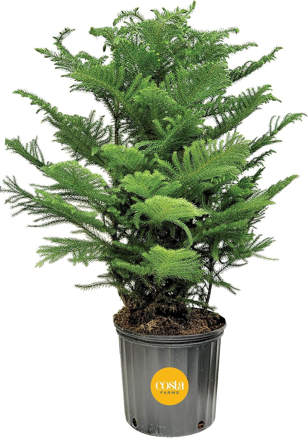 Live Christmas Tree, Small Norfolk Island Pine in Frosted Pine Trees Ceramic Plant Pot, Joy Holiday Decoration, Tabletop Christmas Gift, Holiday, Christmas Room Decor, 10-12 Inches Tall